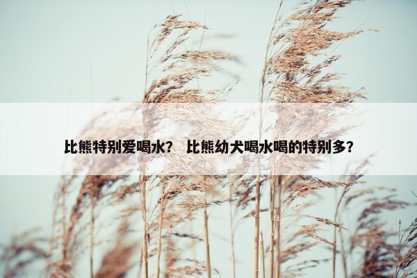 比熊特别爱喝水？ 比熊幼犬喝水喝的特别多？