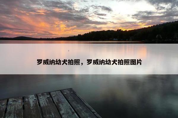 罗威纳幼犬拍照，罗威纳幼犬拍照图片