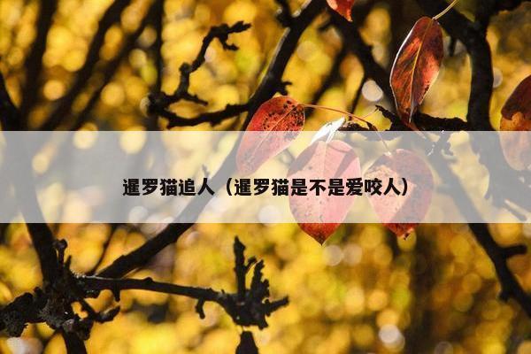 暹罗猫追人（暹罗猫是不是爱咬人）