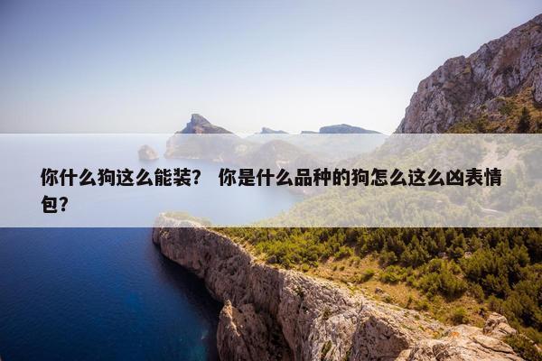 你什么狗这么能装？ 你是什么品种的狗怎么这么凶表情包？