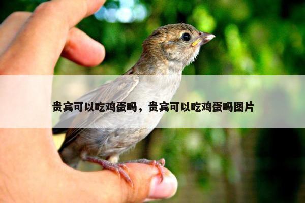 贵宾可以吃鸡蛋吗，贵宾可以吃鸡蛋吗图片