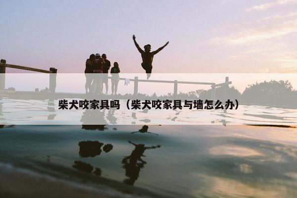 柴犬咬家具吗（柴犬咬家具与墙怎么办）