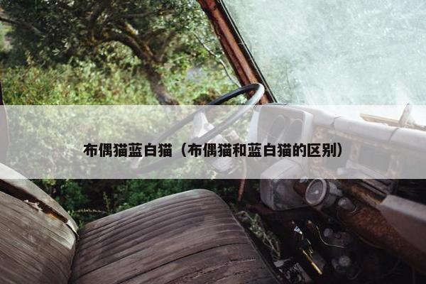 布偶猫蓝白猫（布偶猫和蓝白猫的区别）