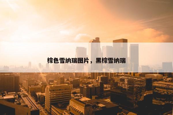 棕色雪纳瑞图片，黑棕雪纳瑞