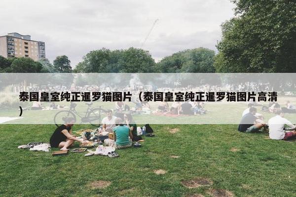 泰国皇室纯正暹罗猫图片（泰国皇室纯正暹罗猫图片高清）