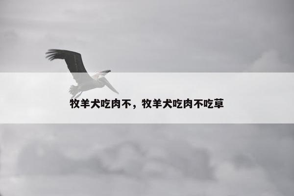 牧羊犬吃肉不，牧羊犬吃肉不吃草