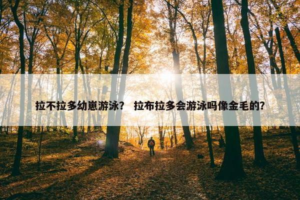 拉不拉多幼崽游泳？ 拉布拉多会游泳吗像金毛的？