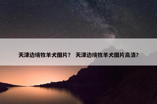 天津边境牧羊犬图片？ 天津边境牧羊犬图片高清？