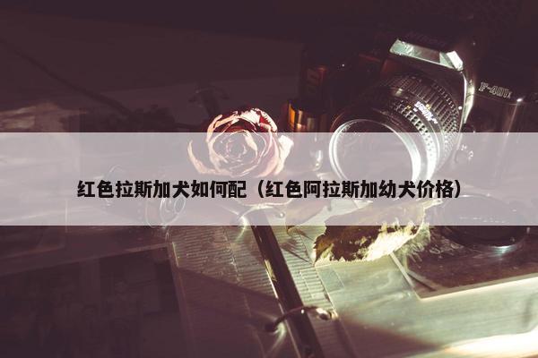 红色拉斯加犬如何配（红色阿拉斯加幼犬价格）