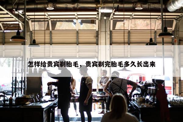 怎样给贵宾剃胎毛，贵宾剃完胎毛多久长出来