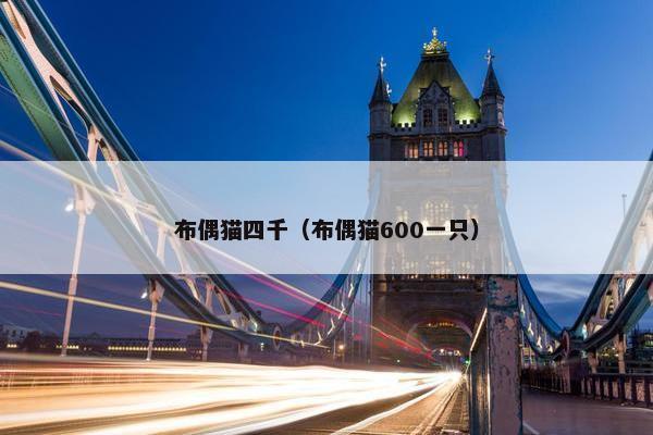 布偶猫四千（布偶猫600一只）