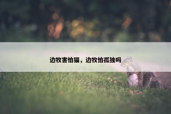 边牧害怕猫，边牧怕孤独吗