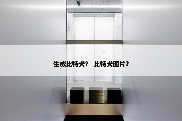 生威比特犬？ 比特犬图片？