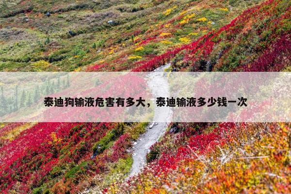 泰迪狗输液危害有多大，泰迪输液多少钱一次