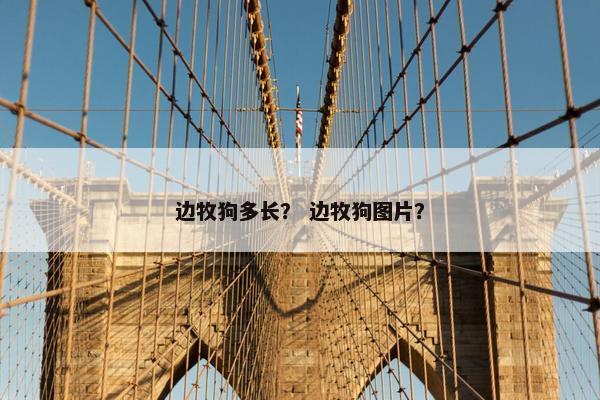 边牧狗多长？ 边牧狗图片？