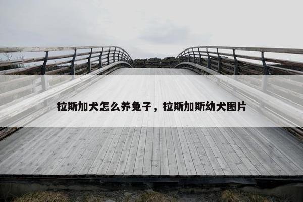 拉斯加犬怎么养兔子，拉斯加斯幼犬图片