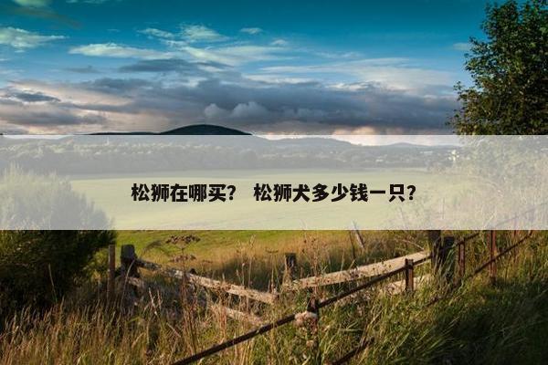 松狮在哪买？ 松狮犬多少钱一只？
