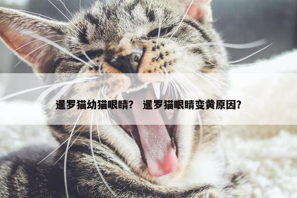 眼睛 第12页