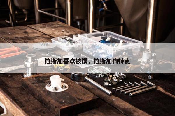 拉斯加喜欢被摸，拉斯加狗特点