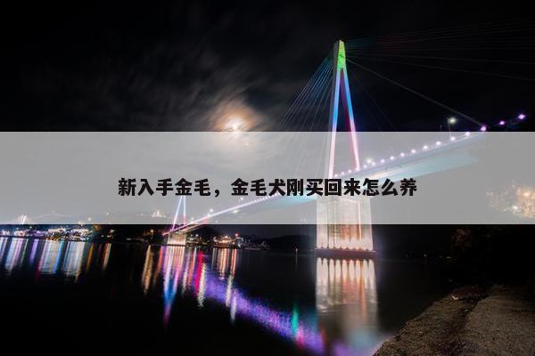 新入手金毛，金毛犬刚买回来怎么养