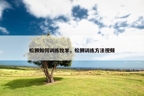 松狮如何训练牧羊，松狮训练方法视频