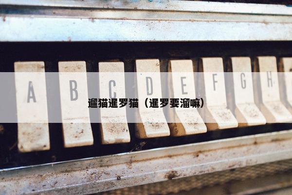 遛猫暹罗猫（暹罗要溜嘛）