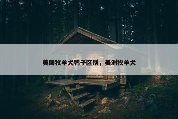 美国牧羊犬鸭子区别，美洲牧羊犬