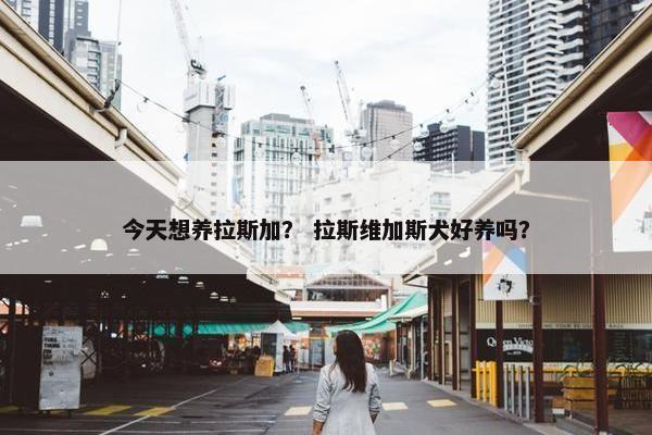 今天想养拉斯加？ 拉斯维加斯犬好养吗？