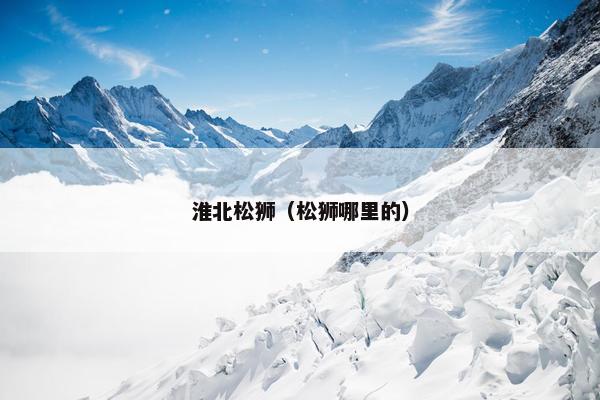 淮北松狮（松狮哪里的）
