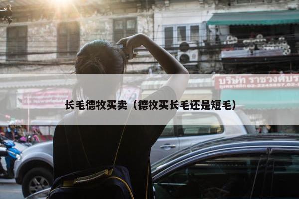 长毛德牧买卖（德牧买长毛还是短毛）