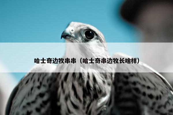 哈士奇边牧串串（哈士奇串边牧长啥样）