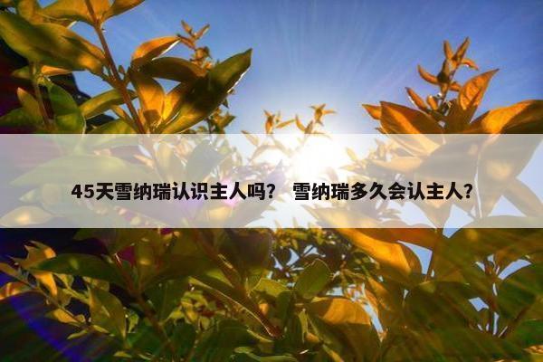 45天雪纳瑞认识主人吗？ 雪纳瑞多久会认主人？