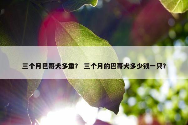 三个月巴哥犬多重？ 三个月的巴哥犬多少钱一只？
