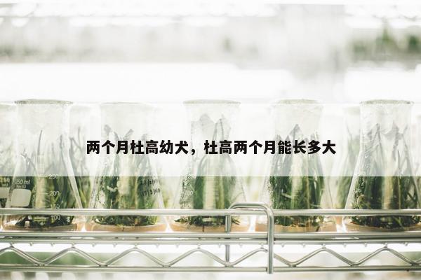 两个月杜高幼犬，杜高两个月能长多大