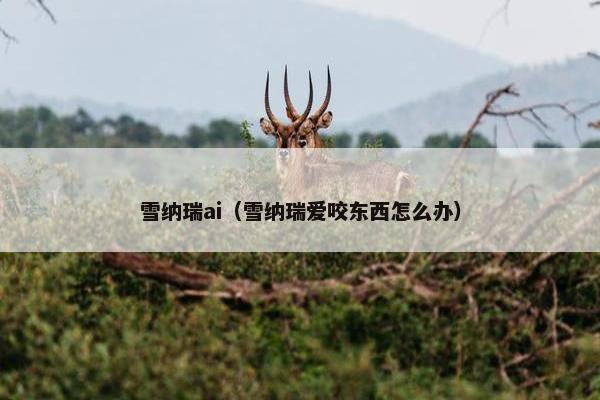 雪纳瑞ai（雪纳瑞爱咬东西怎么办）