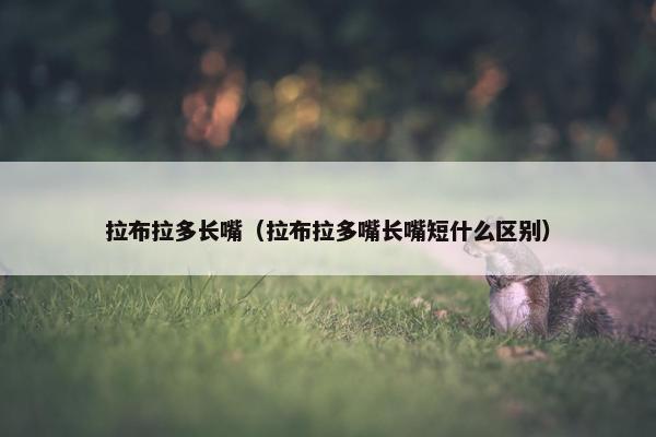 拉布拉多长嘴（拉布拉多嘴长嘴短什么区别）