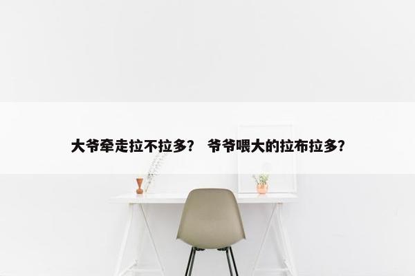 大爷牵走拉不拉多？ 爷爷喂大的拉布拉多？