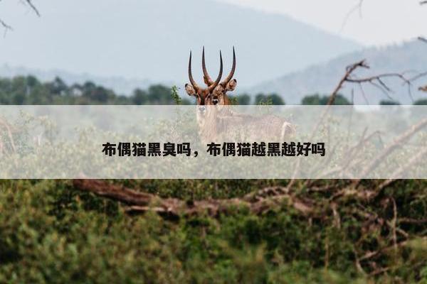 布偶猫 第17页