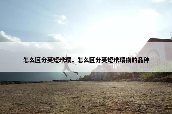 怎么区分英短玳瑁，怎么区分英短玳瑁猫的品种