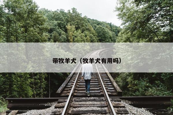 带牧羊犬（牧羊犬有用吗）