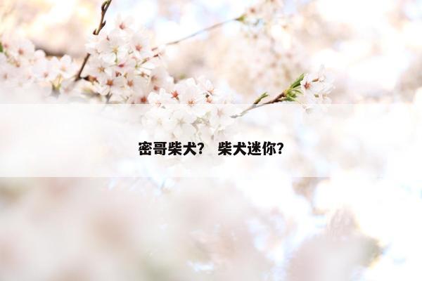 密哥柴犬？ 柴犬迷你？