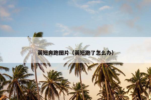 英短奔跑图片（英短跑了怎么办）