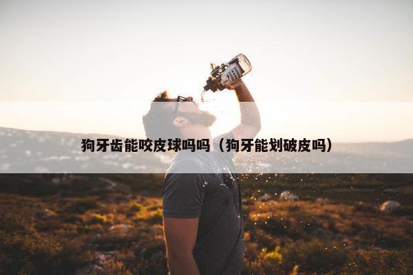 狗牙齿能咬皮球吗吗（狗牙能划破皮吗）