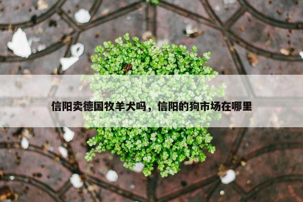 信阳卖德国牧羊犬吗，信阳的狗市场在哪里