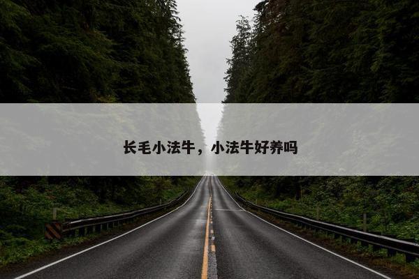 长毛小法牛，小法牛好养吗