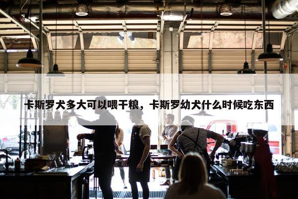 卡斯罗犬多大可以喂干粮，卡斯罗幼犬什么时候吃东西