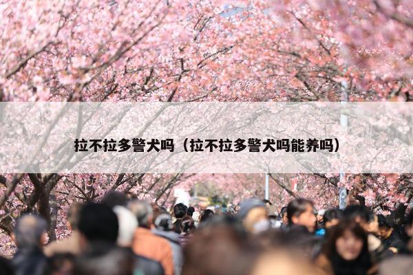 拉不拉多警犬吗（拉不拉多警犬吗能养吗）