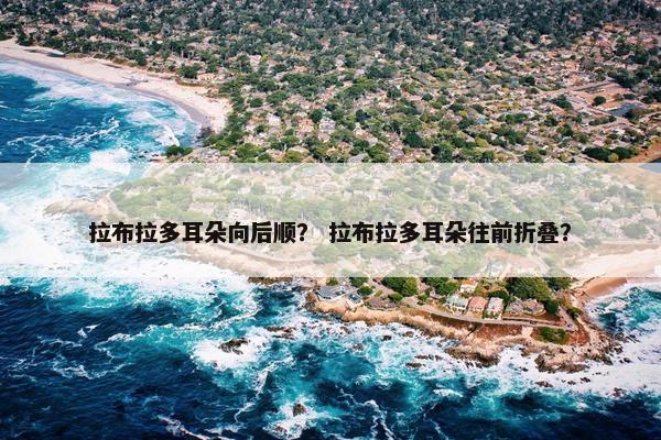 拉布拉多耳朵向后顺？ 拉布拉多耳朵往前折叠？