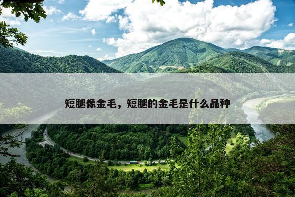 短腿像金毛，短腿的金毛是什么品种
