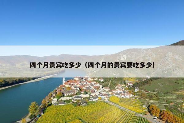 四个月贵宾吃多少（四个月的贵宾要吃多少）